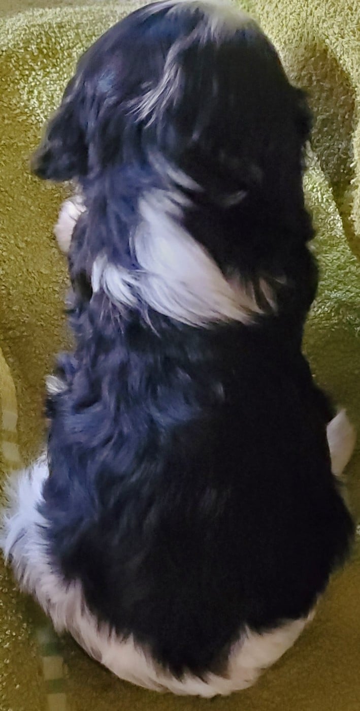 Bianca