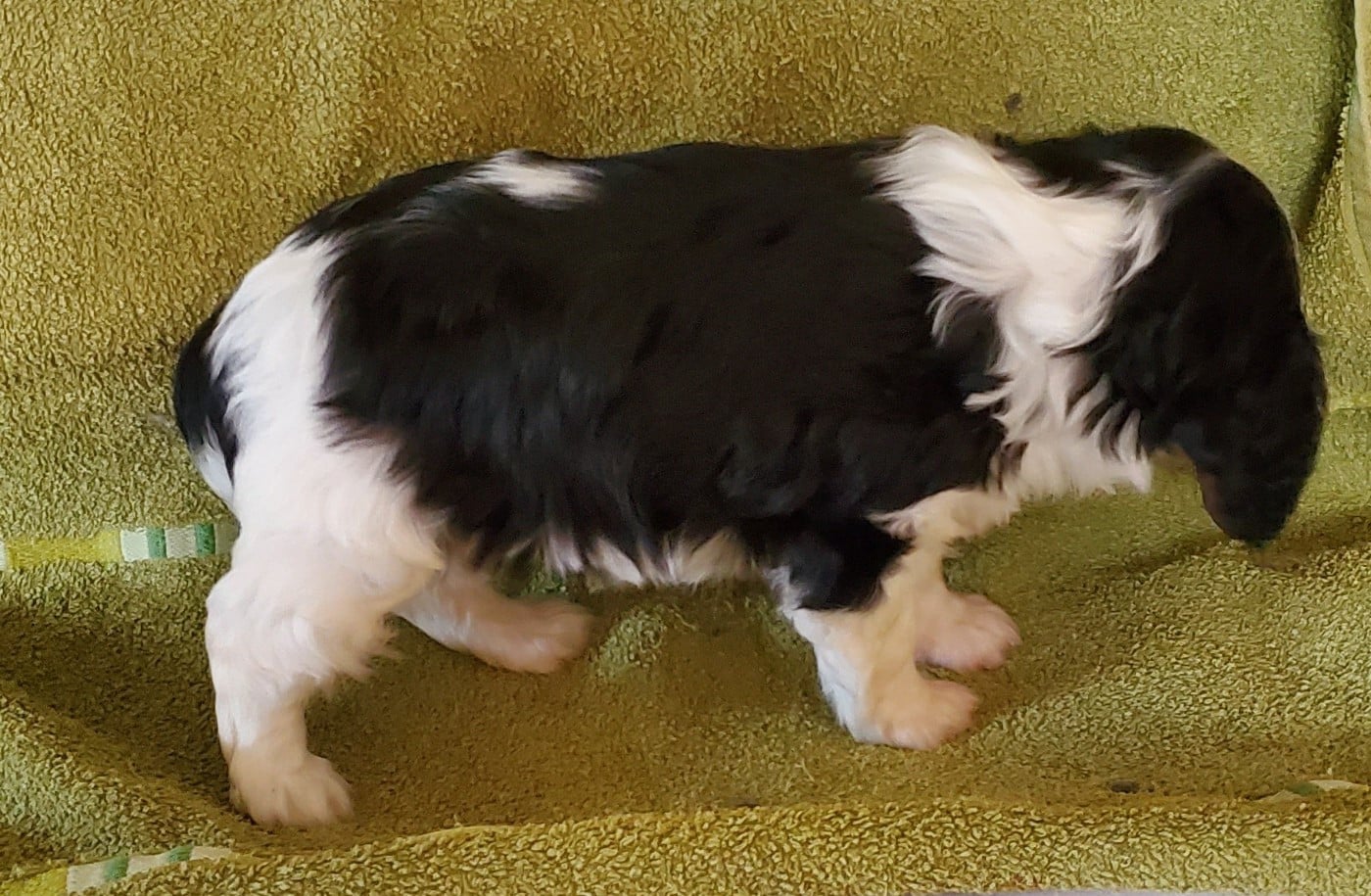Chiot N°8