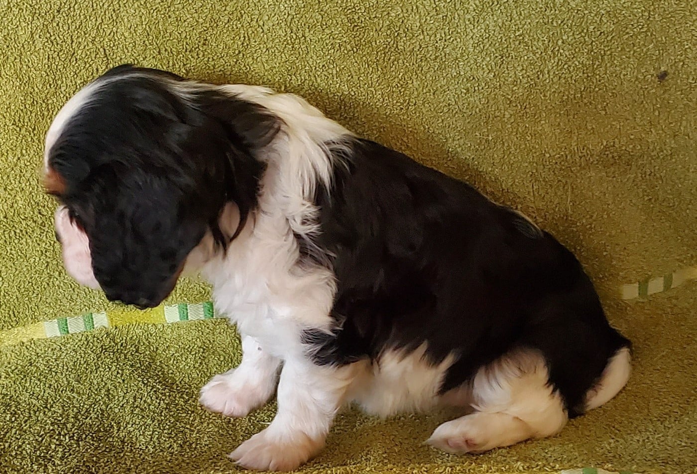 Chiot N°8