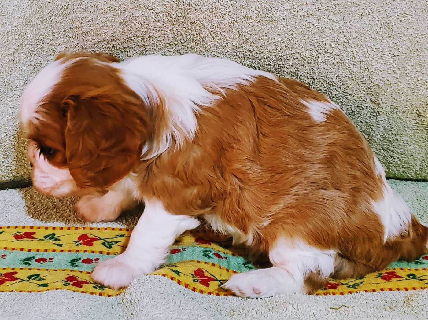Chiot N°2