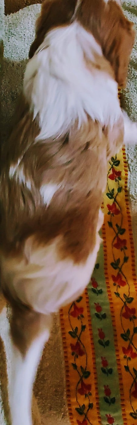 Chiot N°2