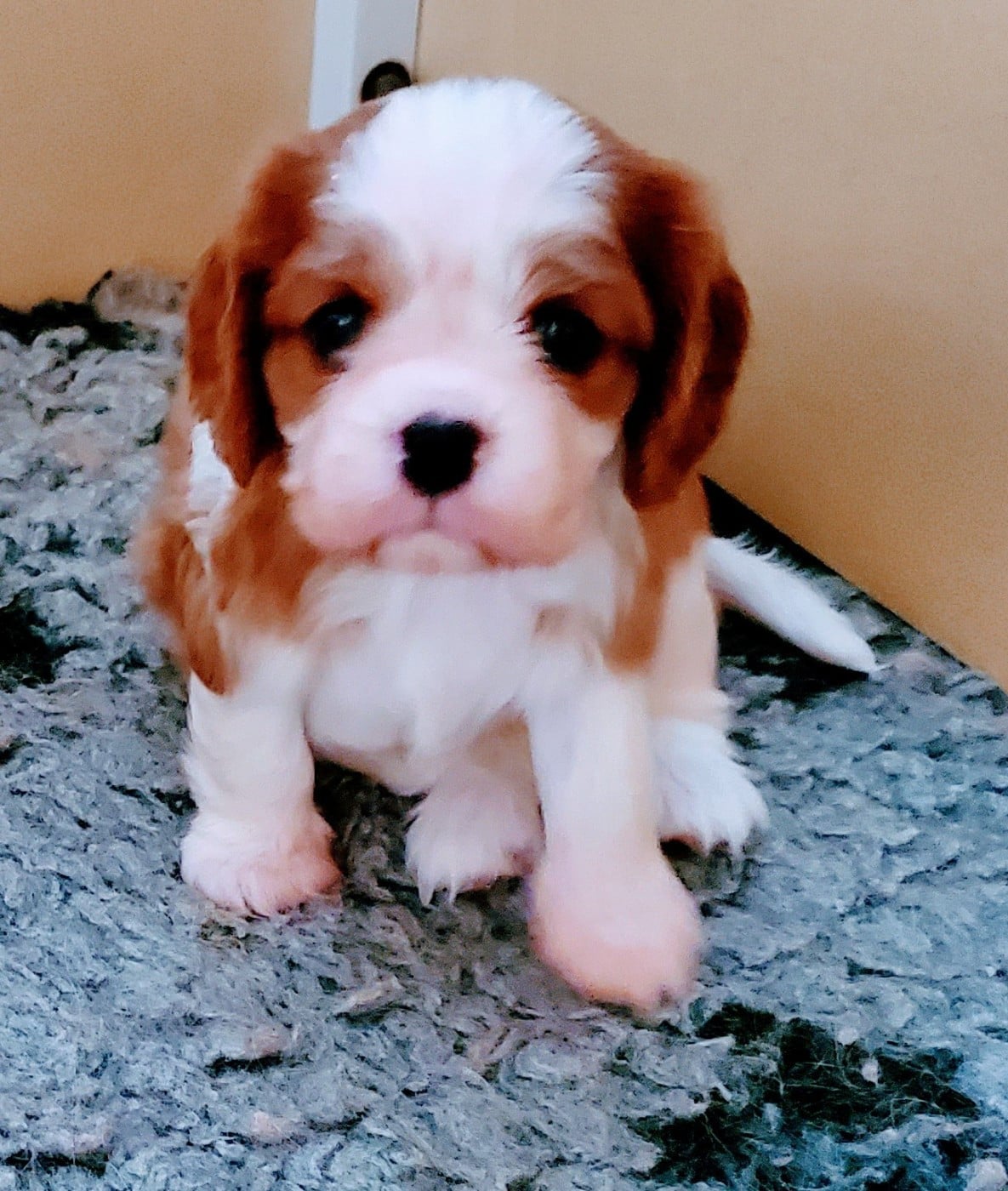 Chiot N°2