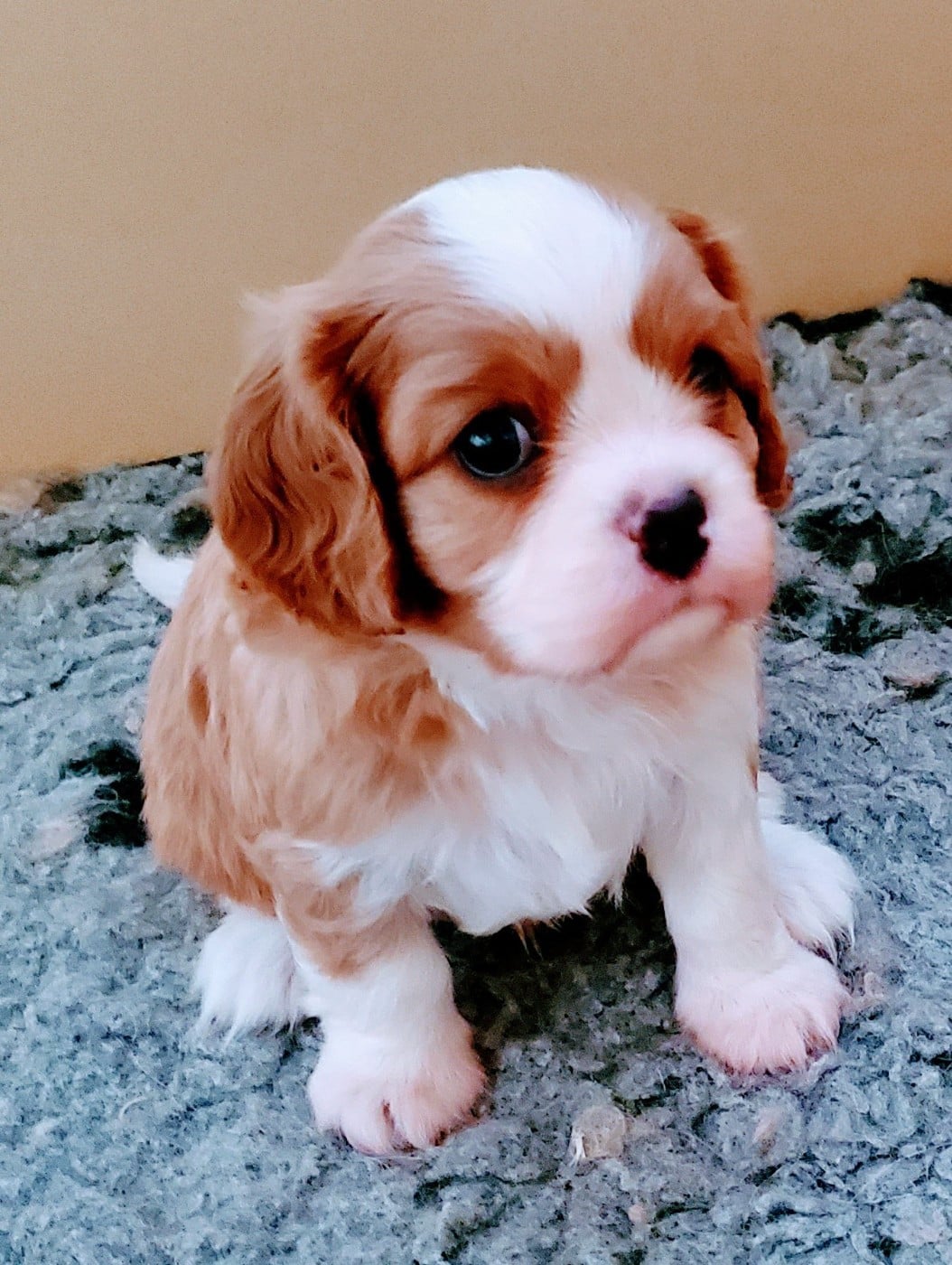 Chiot N°1