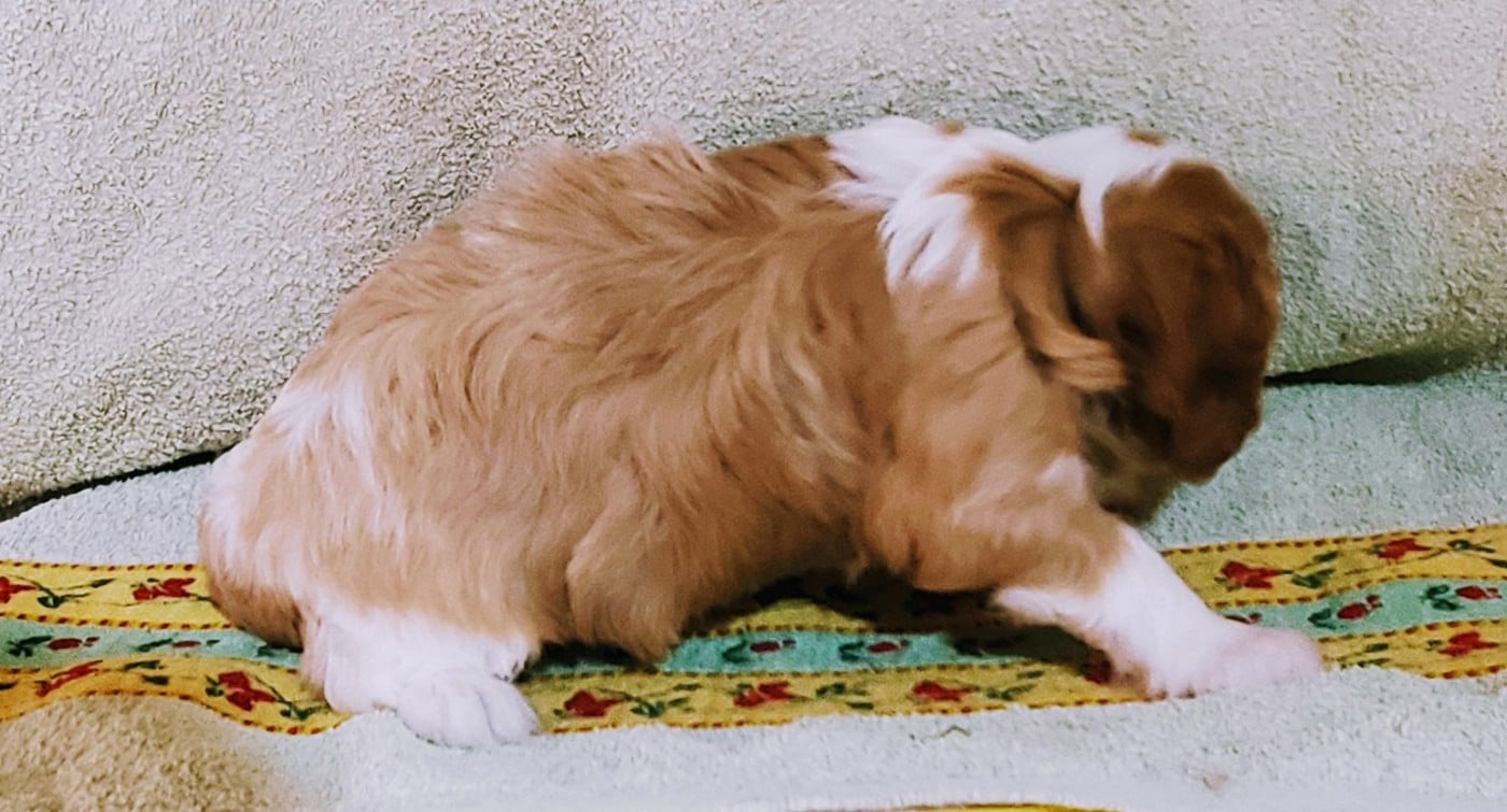 Chiot N°1