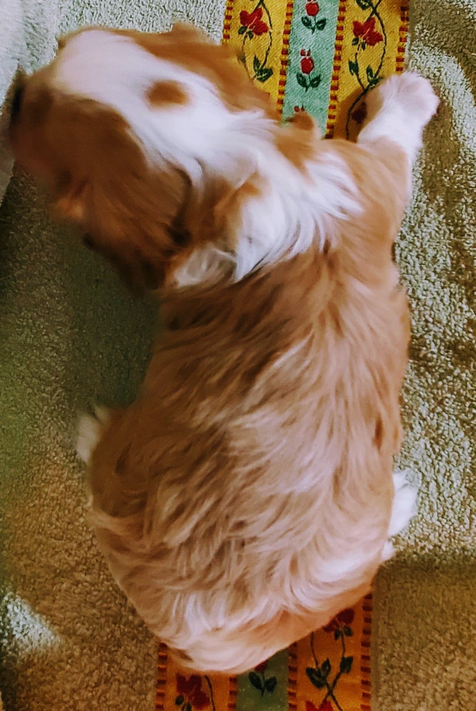 Chiot N°1
