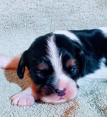 Les chiots de Cavalier King Charles Spaniel