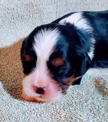 Les chiots de Cavalier King Charles Spaniel