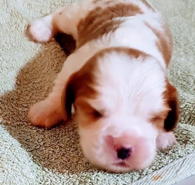 Les chiots de Cavalier King Charles Spaniel