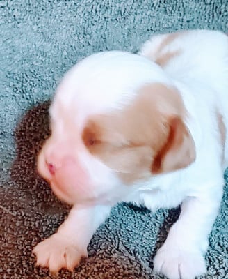 Les chiots de Cavalier King Charles Spaniel