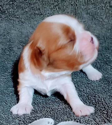 Les chiots de Cavalier King Charles Spaniel