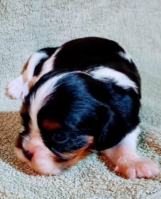 Les chiots de Cavalier King Charles Spaniel