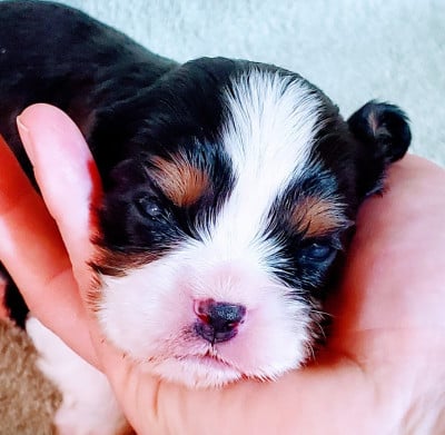 Les chiots de Cavalier King Charles Spaniel