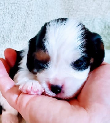 Les chiots de Cavalier King Charles Spaniel