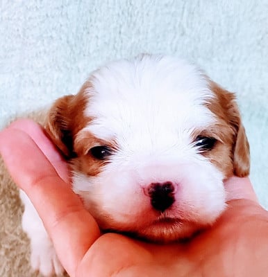 Les chiots de Cavalier King Charles Spaniel