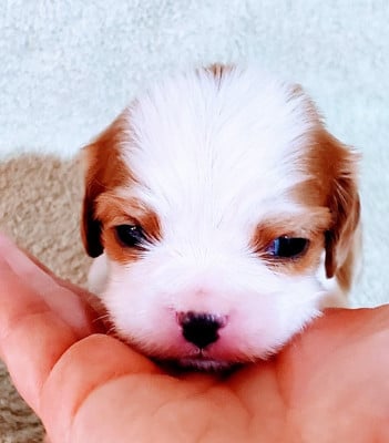 Les chiots de Cavalier King Charles Spaniel