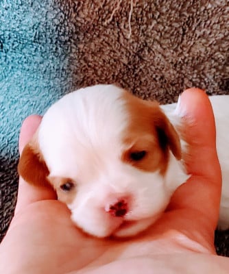 Les chiots de Cavalier King Charles Spaniel