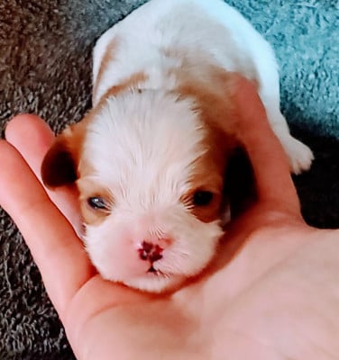 Les chiots de Cavalier King Charles Spaniel
