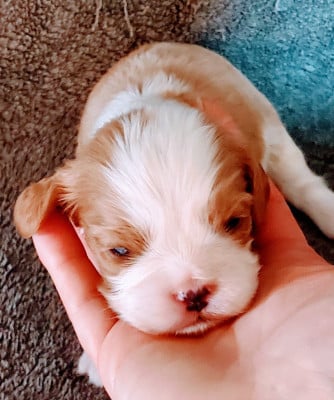 Les chiots de Cavalier King Charles Spaniel