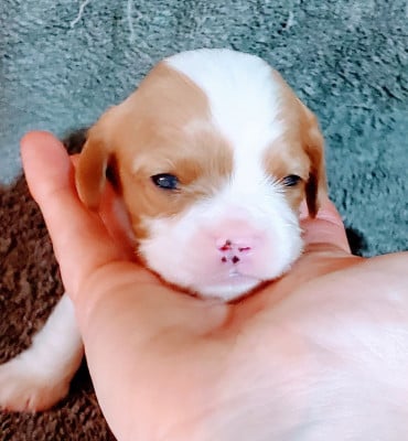 Les chiots de Cavalier King Charles Spaniel