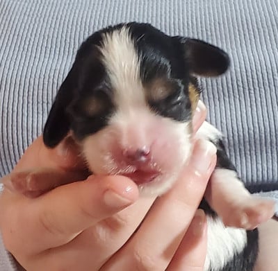 Les chiots de Cavalier King Charles Spaniel