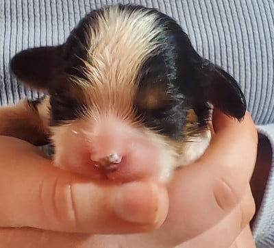 Les chiots de Cavalier King Charles Spaniel