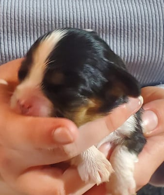 Les chiots de Cavalier King Charles Spaniel