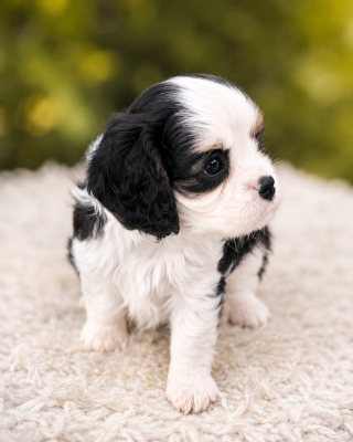 Les chiots de Cavalier King Charles Spaniel