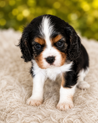 Les chiots de Cavalier King Charles Spaniel