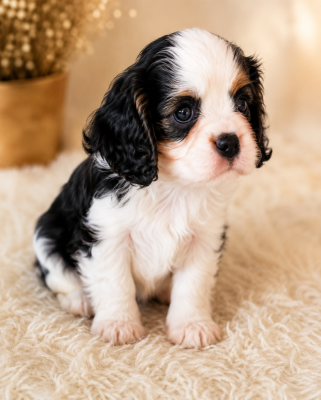 Les chiots de Cavalier King Charles Spaniel