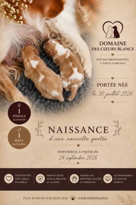 Les chiots de Cavalier King Charles Spaniel