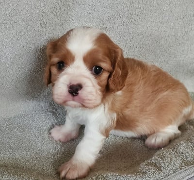 Les chiots de Cavalier King Charles Spaniel