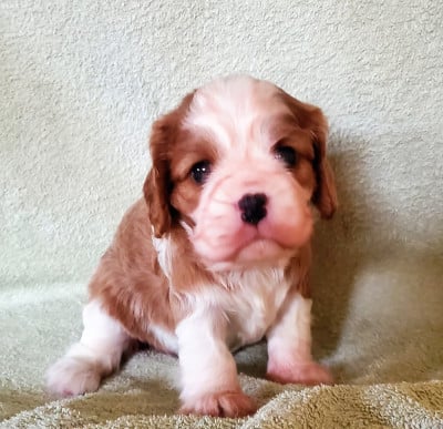 Les chiots de Cavalier King Charles Spaniel