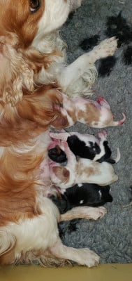 CHIOT 2 - Cavalier King Charles Spaniel