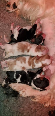 CHIOT 3 - Cavalier King Charles Spaniel