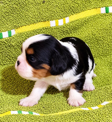 Les chiots de Cavalier King Charles Spaniel