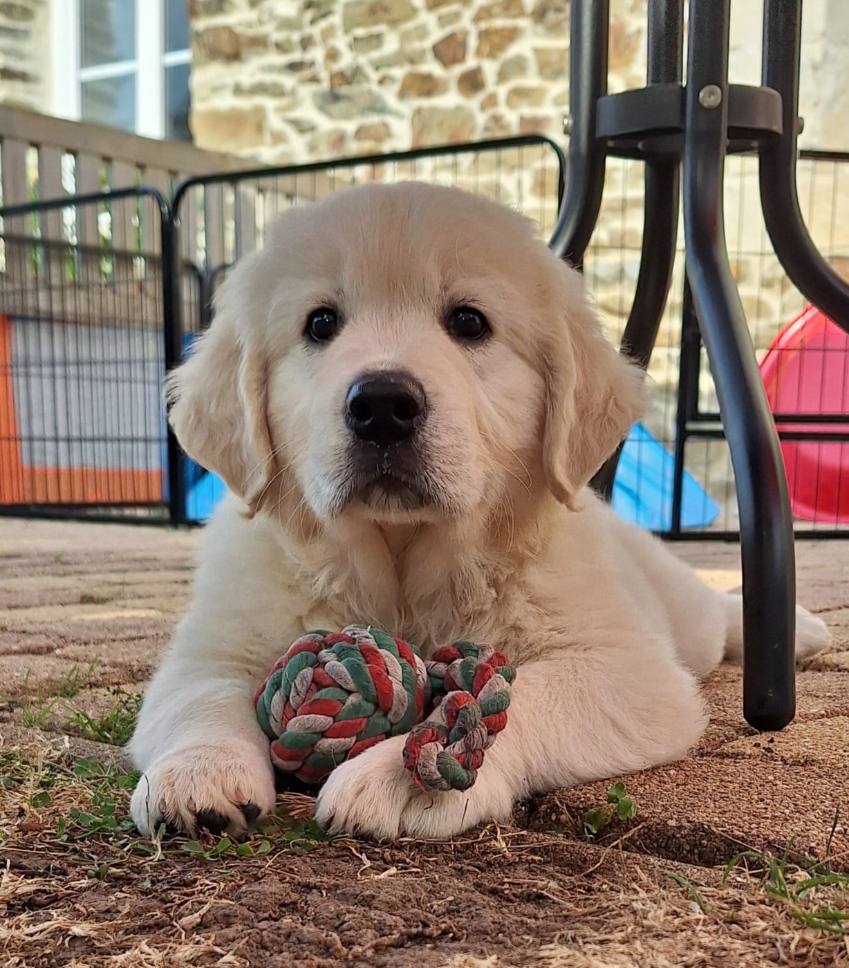 CHIOT 4