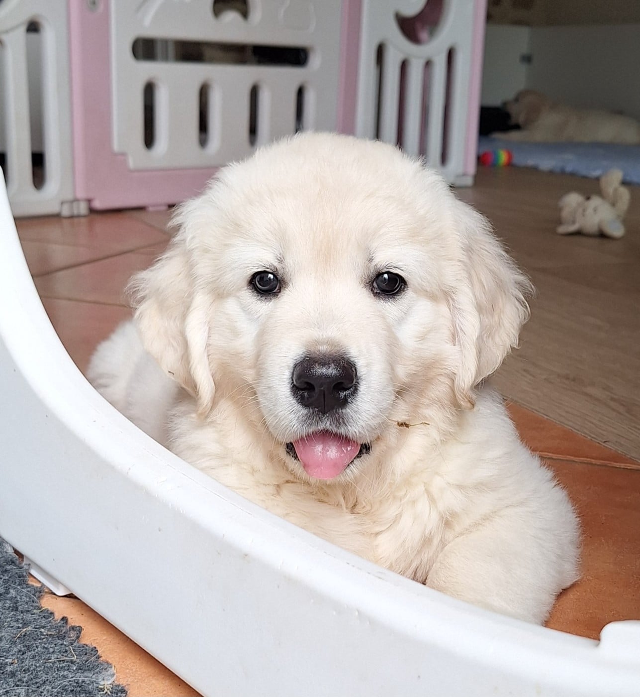 CHIOT 4
