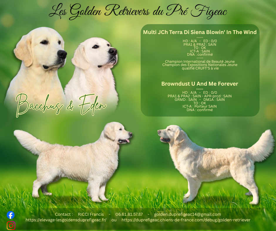 CHIOT 4
