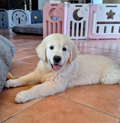 Les chiots de Golden Retriever
