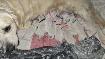 Les chiots de Golden Retriever