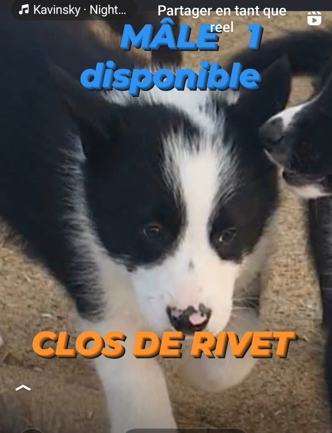 BUDDY DU CLOS DE RIVET - Chien d'ours de Carelie