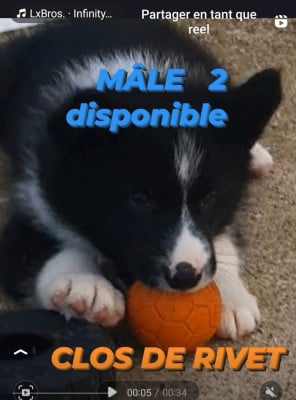 Les chiots de Chien d'ours de Carelie