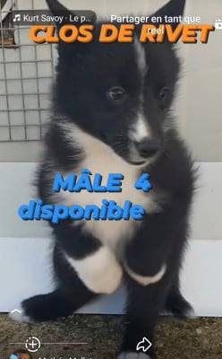 Les chiots de Chien d'ours de Carelie