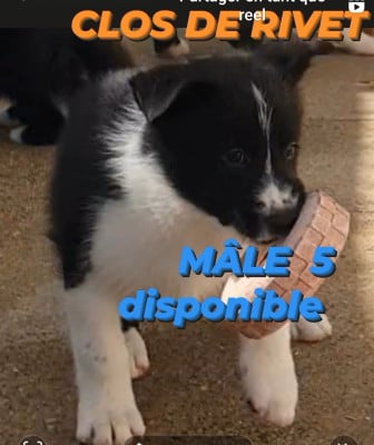 Les chiots de Chien d'ours de Carelie