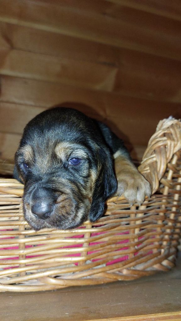 Chiot Bruno St Hubert Français CHIOT 4 Du Massif De Sourroque