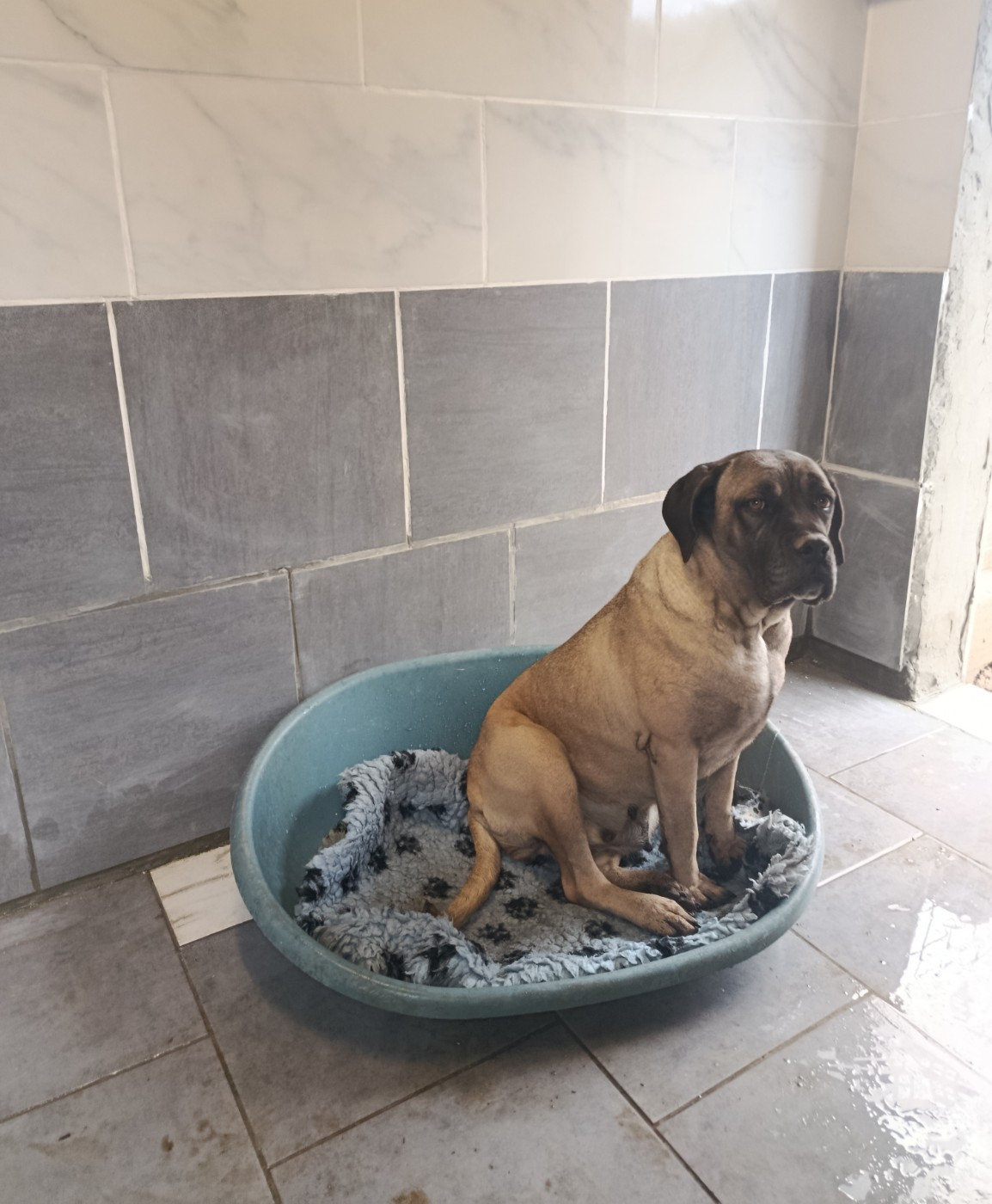 Rebelle des gardiens de Praetoria