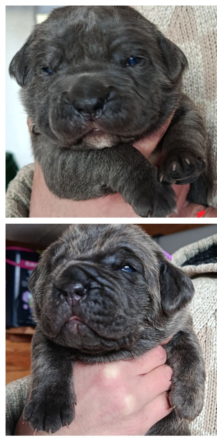 Cane Corso - Des Montagnes Ardèchoise