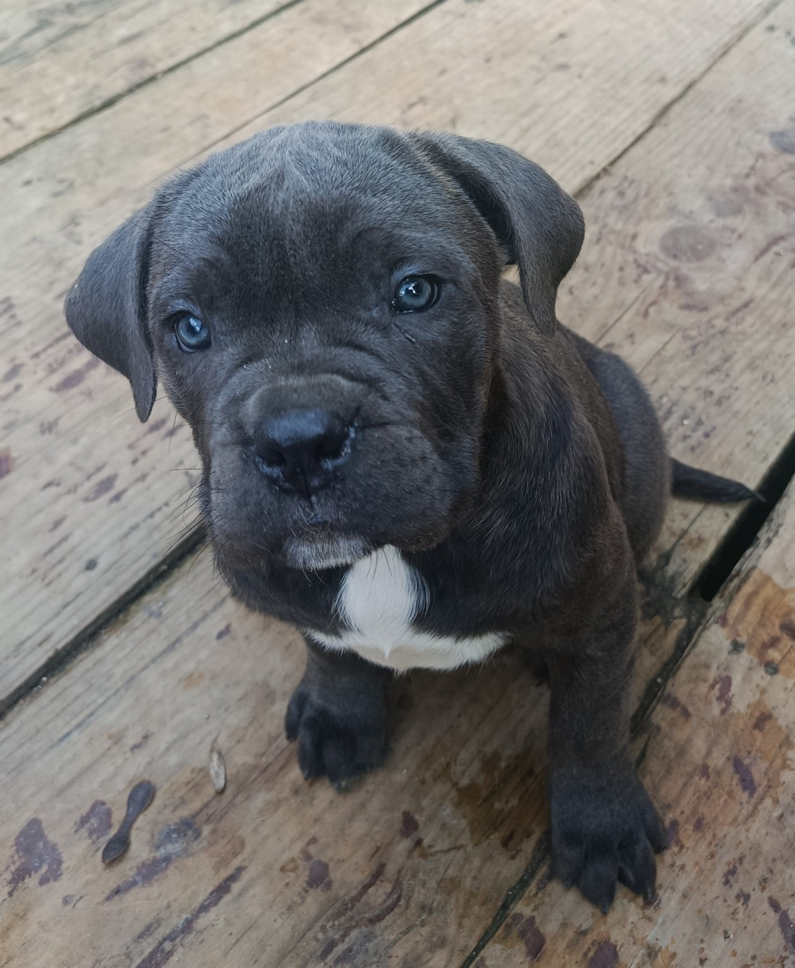 Akira des montagnes ardechoise