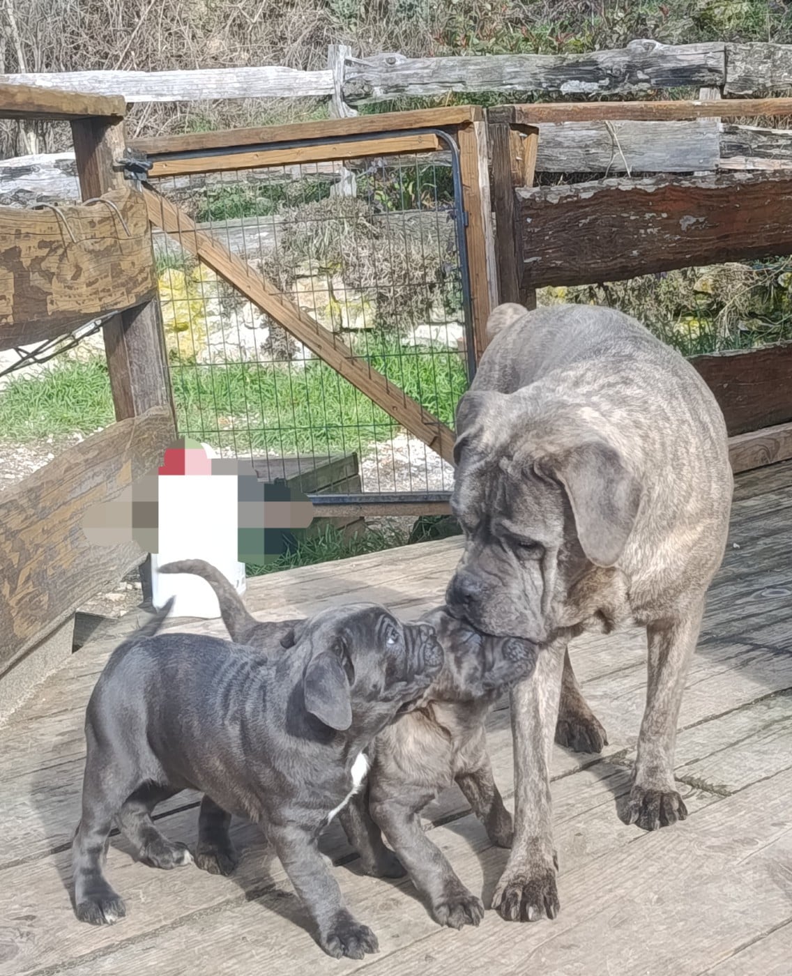 Akira des montagnes ardechoise