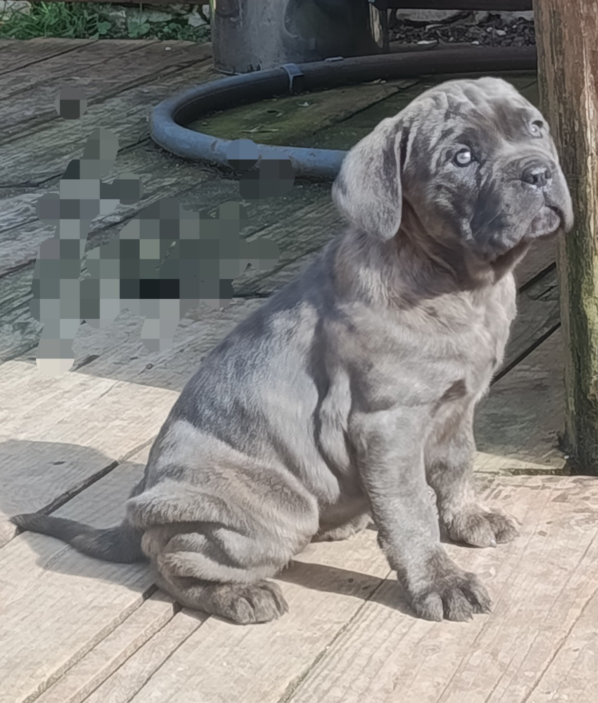 Alka des montagnes ardechoise